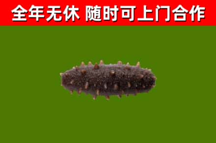 陆丰烟酒回收干海参.jpg
